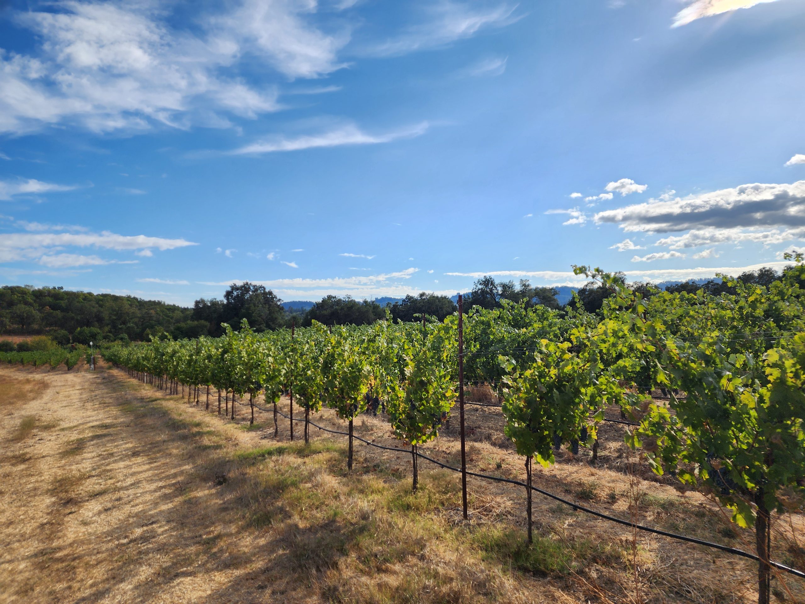 Lytton Manor Vineyard Cabernet Sauvignon