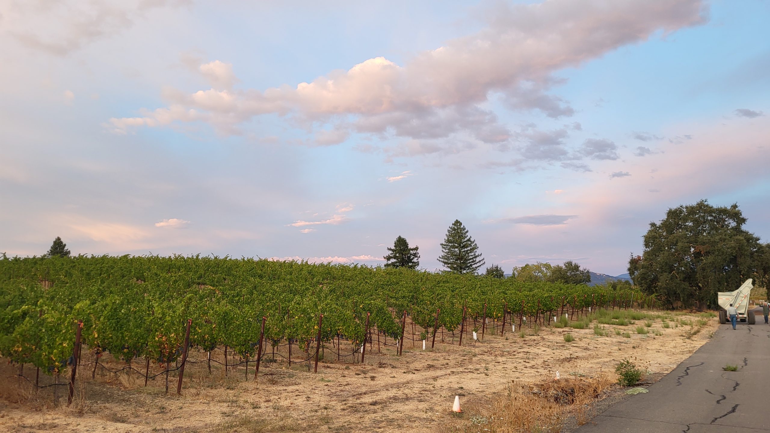 Lytton Manor Vineyard Harvest 2024