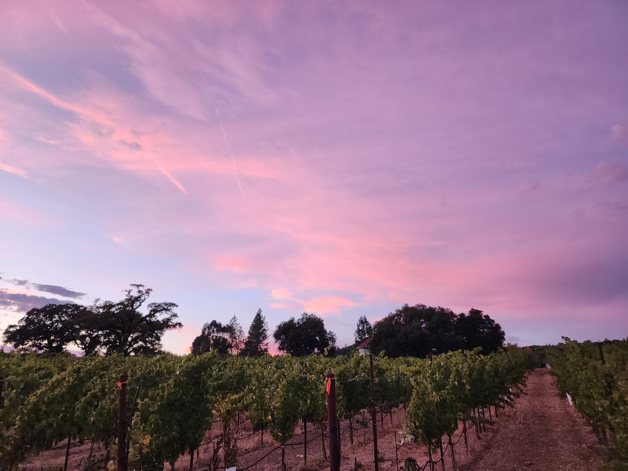 Evening at Lytton Manor Vineyard